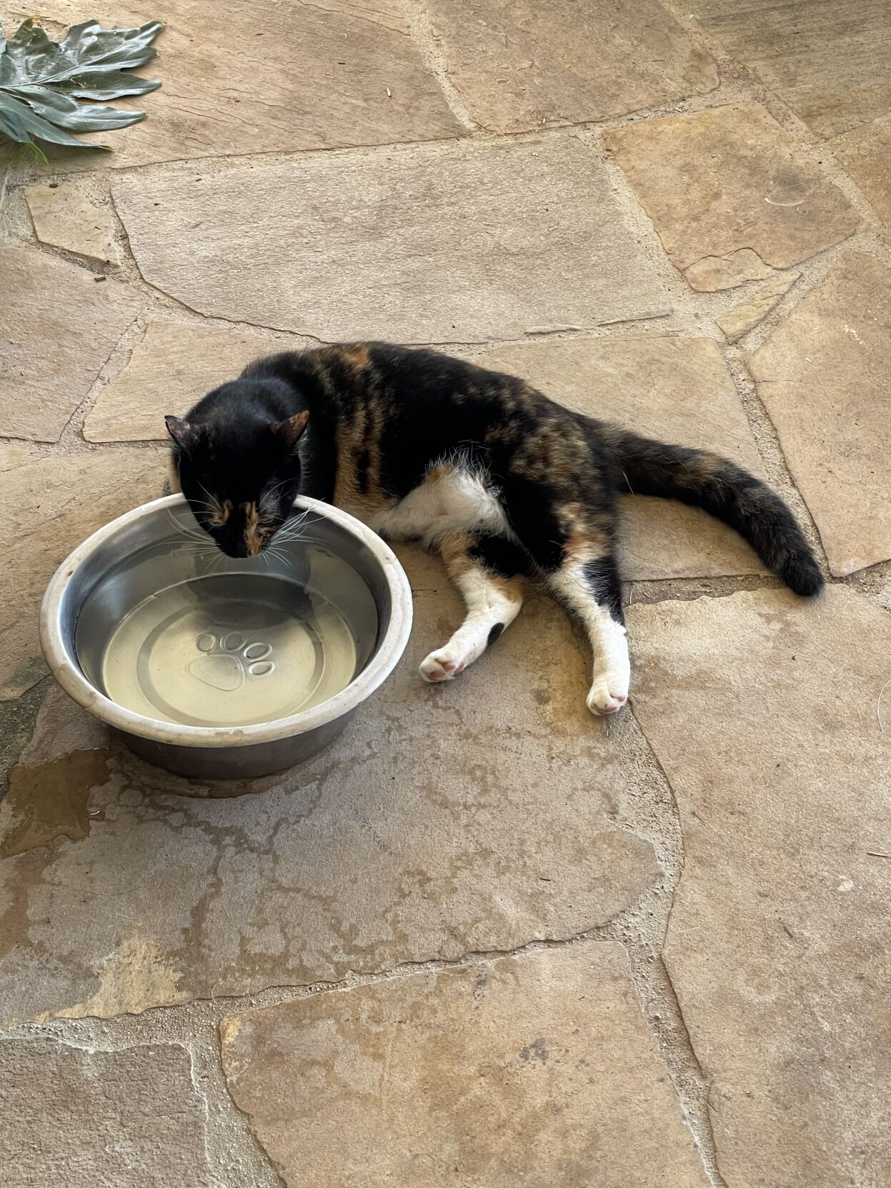 pets and cancer